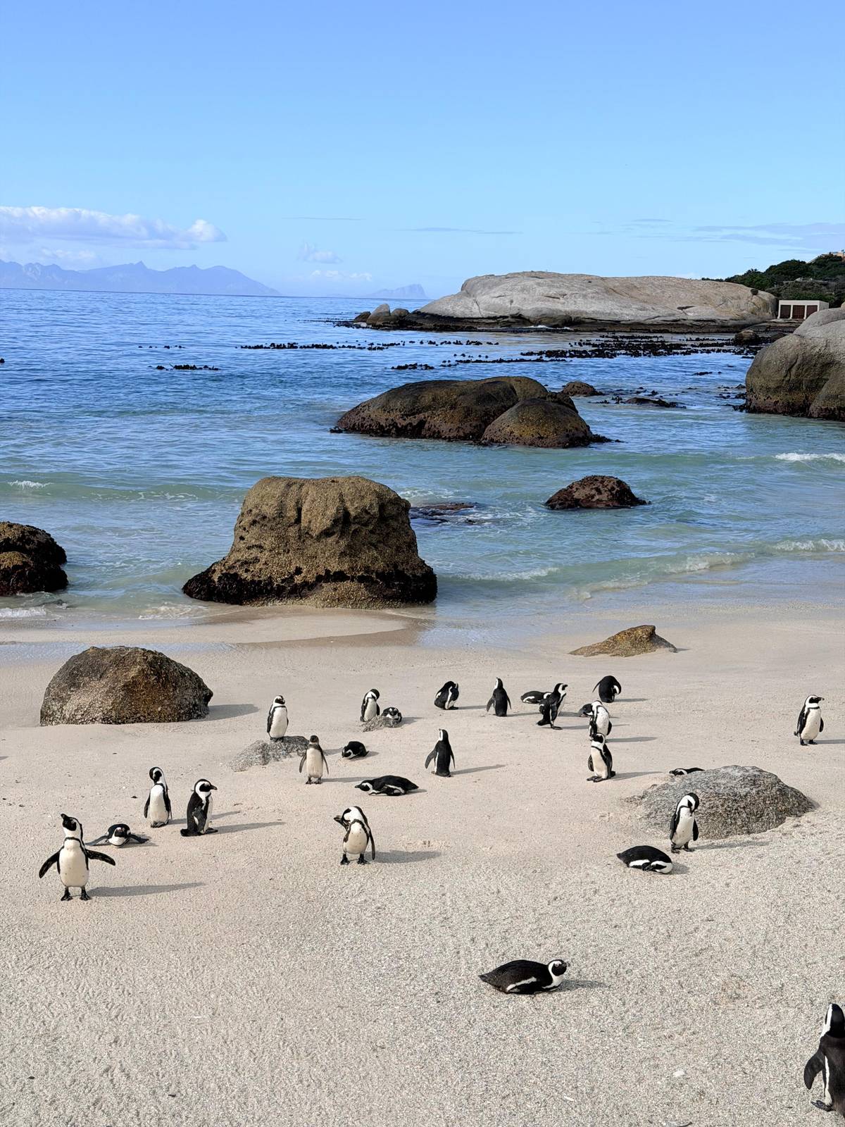 Cape Point and Boulder's Penguins Full Day Tour