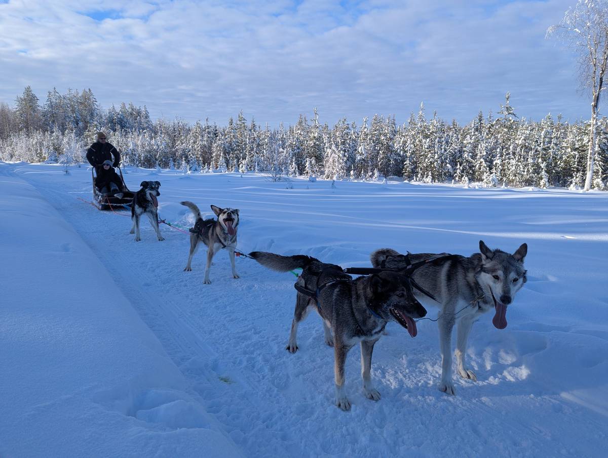 Rovaniemi:Self-Drive Husky Safari with a Reindeer Farm Visit