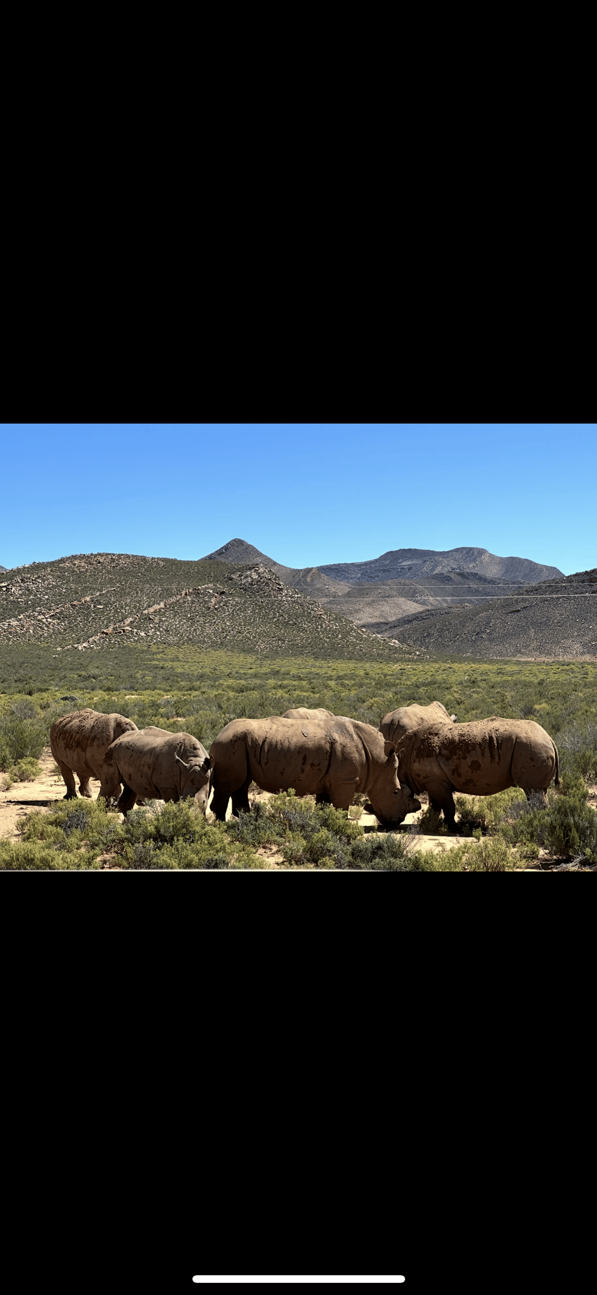 A group of white rhinos under a blue sky