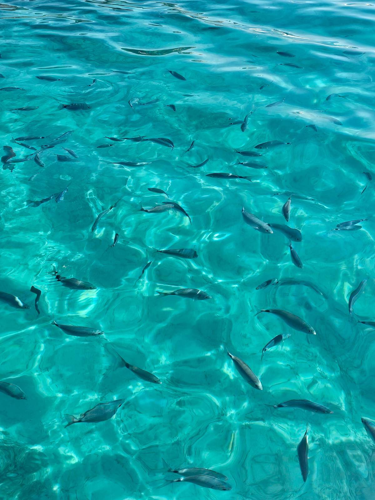 A shoal of fish in clear water