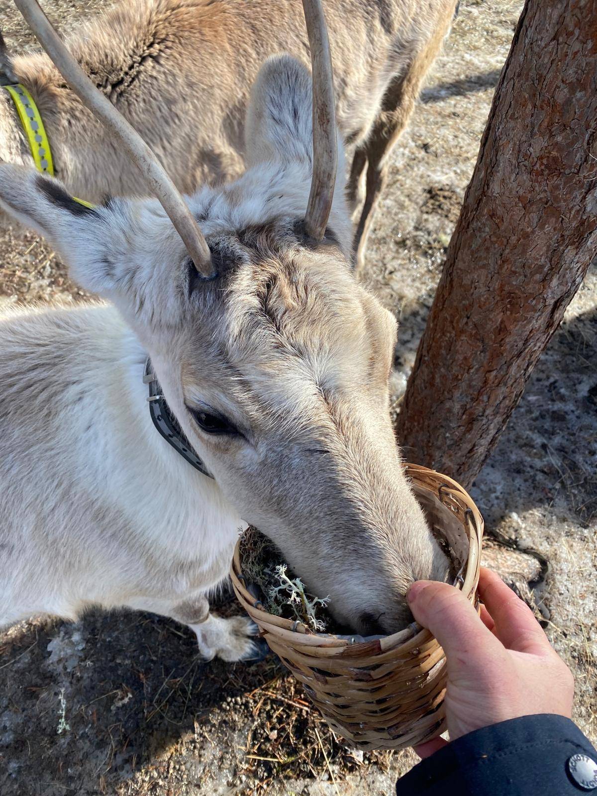 Rovaniemi: 2km Reindeer Sled Ride Through the Forest
