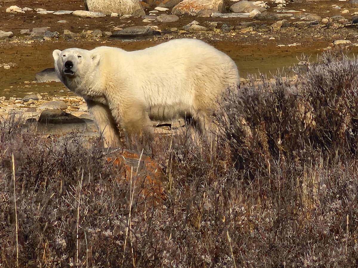 A polar bear on the autumn tundra