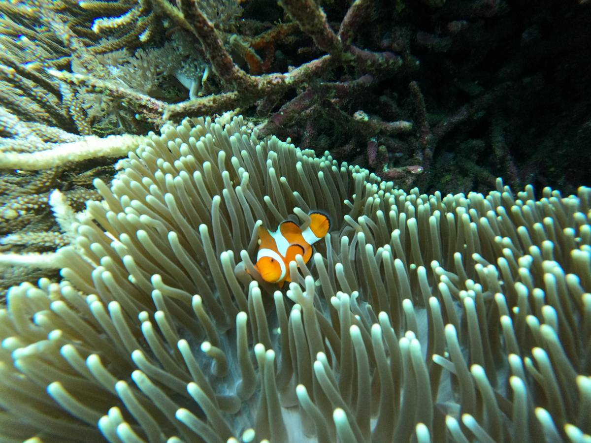 Snorkelling at 3 spots off Lembongan and Penida