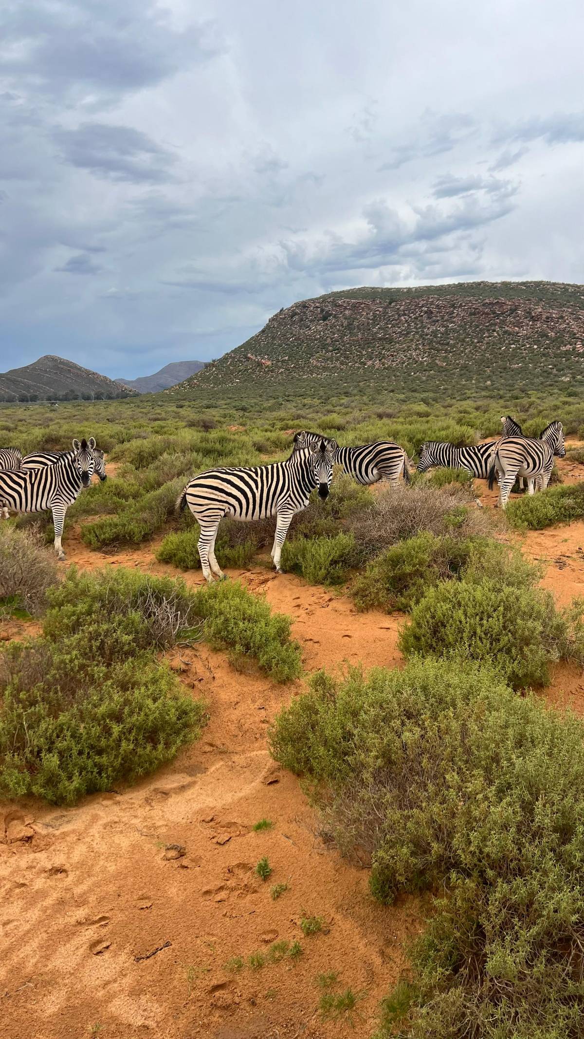 Zebras on red sand between green shrubs