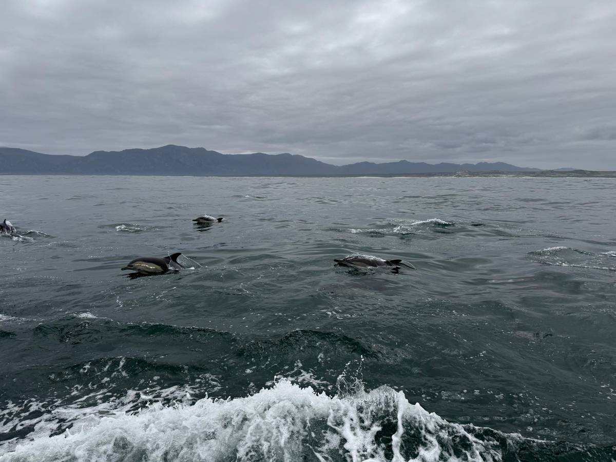 Big 5 sea safari boat ride, Gansbaai or Walker Bay