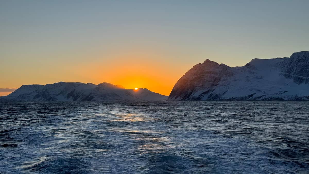 Walbeobachtung in Tromsø im Sommer?
