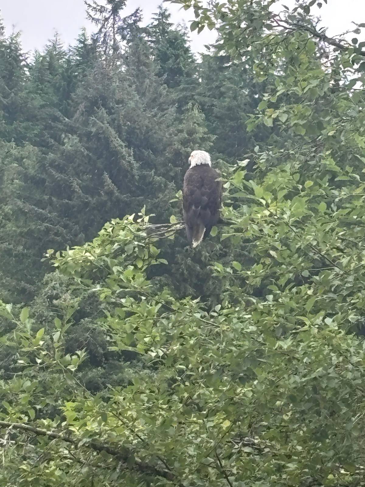 Ketchikan: Alaska Rainforest Sanctuary and Totem Park Walk