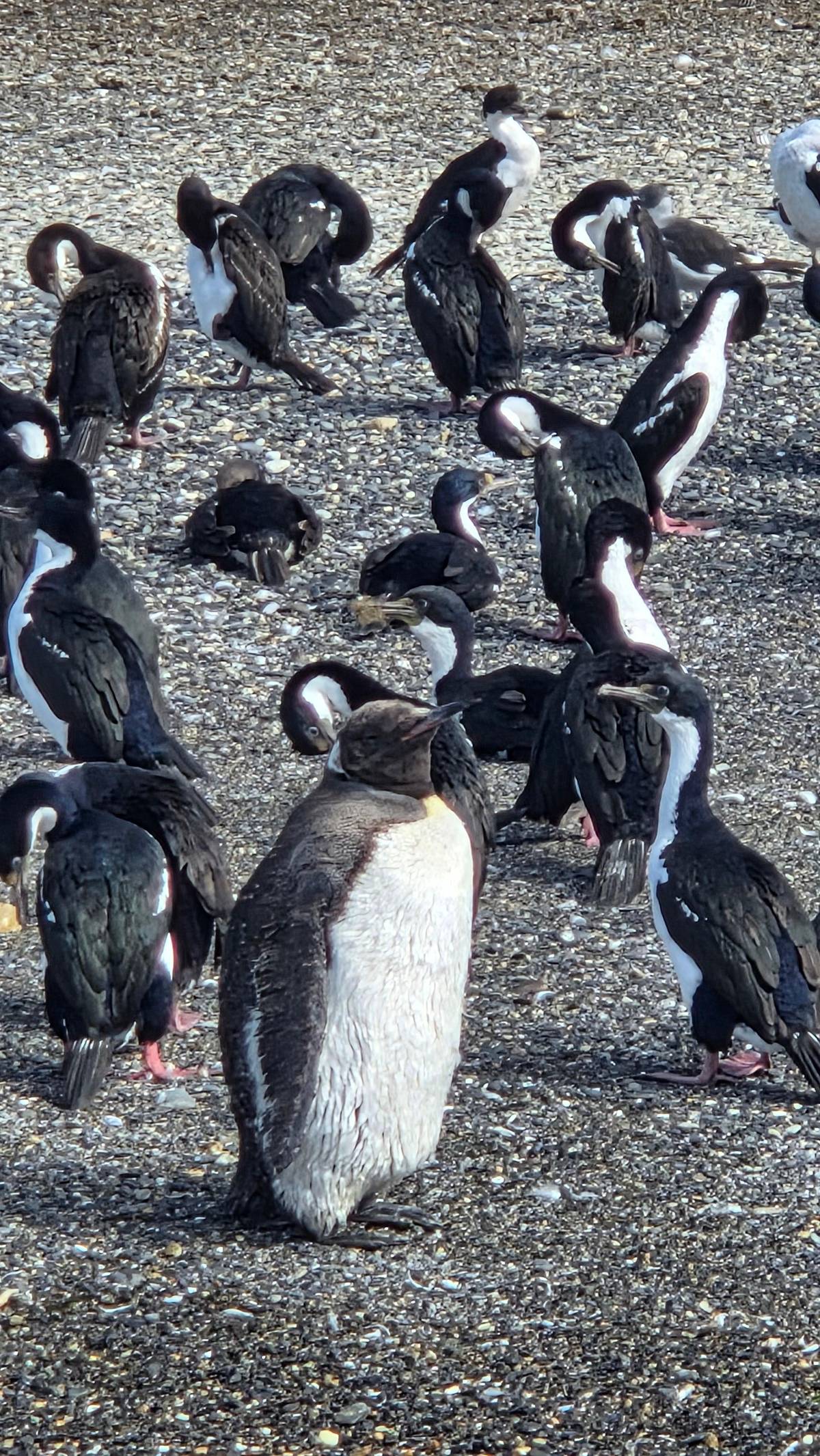 Ushuaia: Puerto Almanza & Penguin Colony Boat Tour