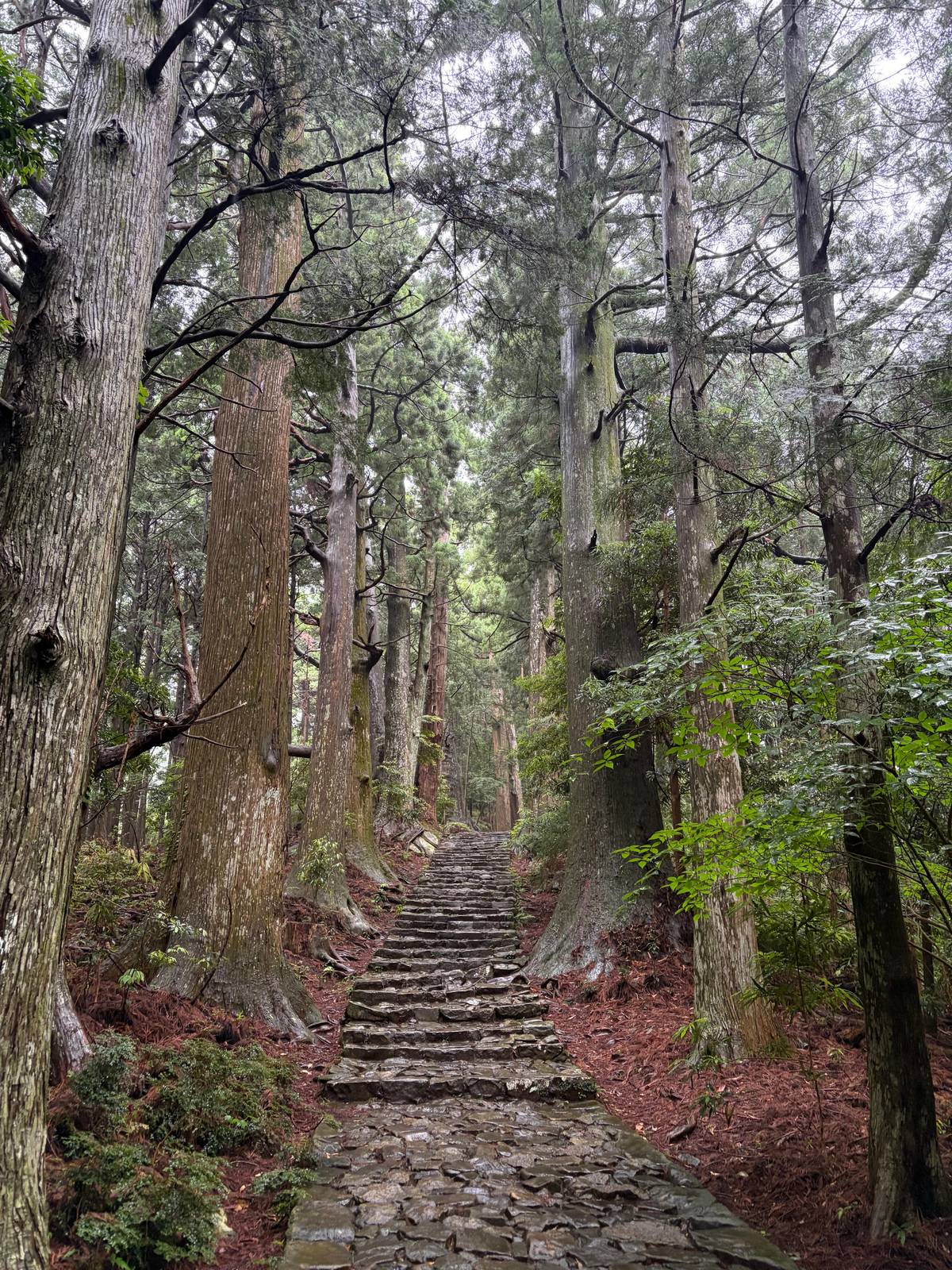 A long stair climbing into the cedar forest