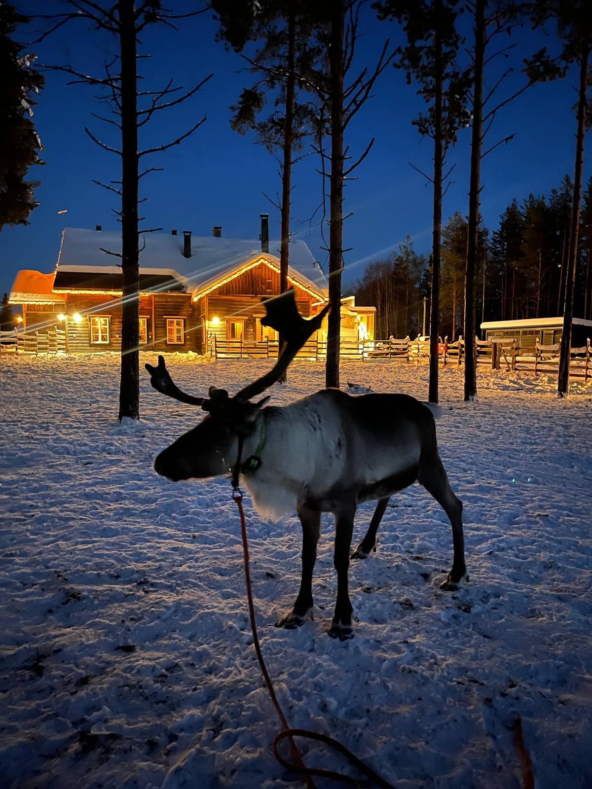 A reindeer in the evening snow, lit windows of the farm behind it