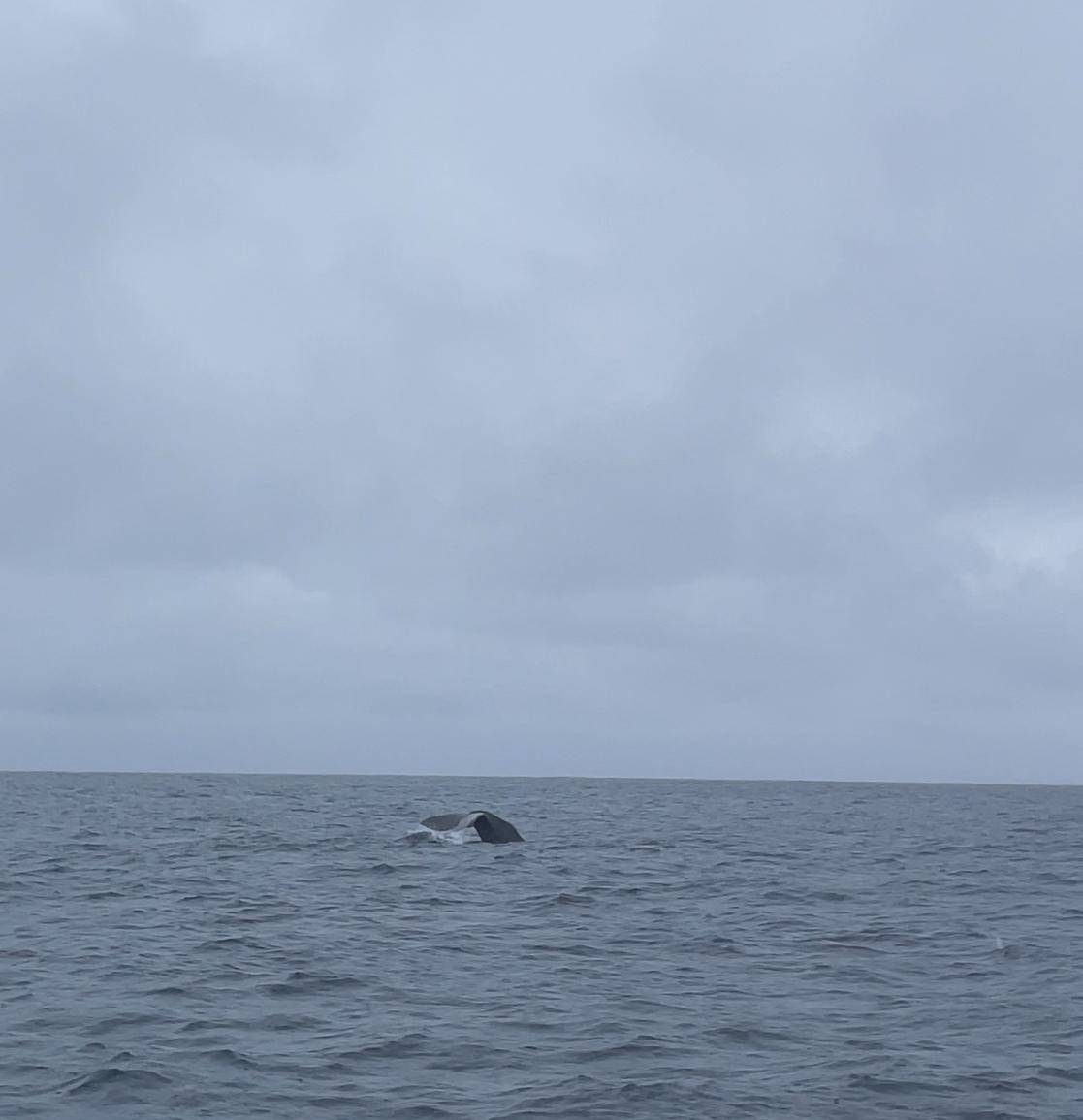 Bleik speedboat whale watching with puffins