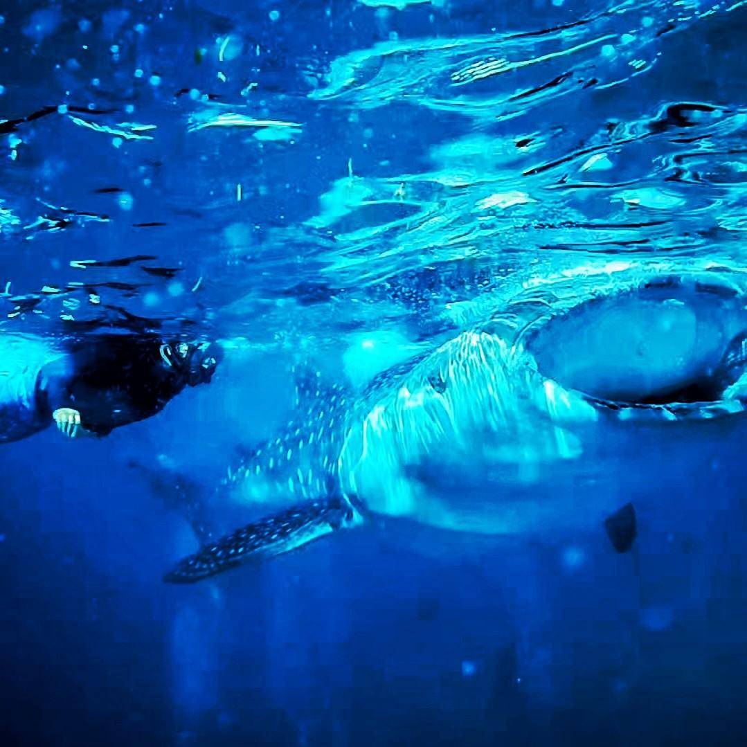 A snorkeler above a whale shark off Oslob