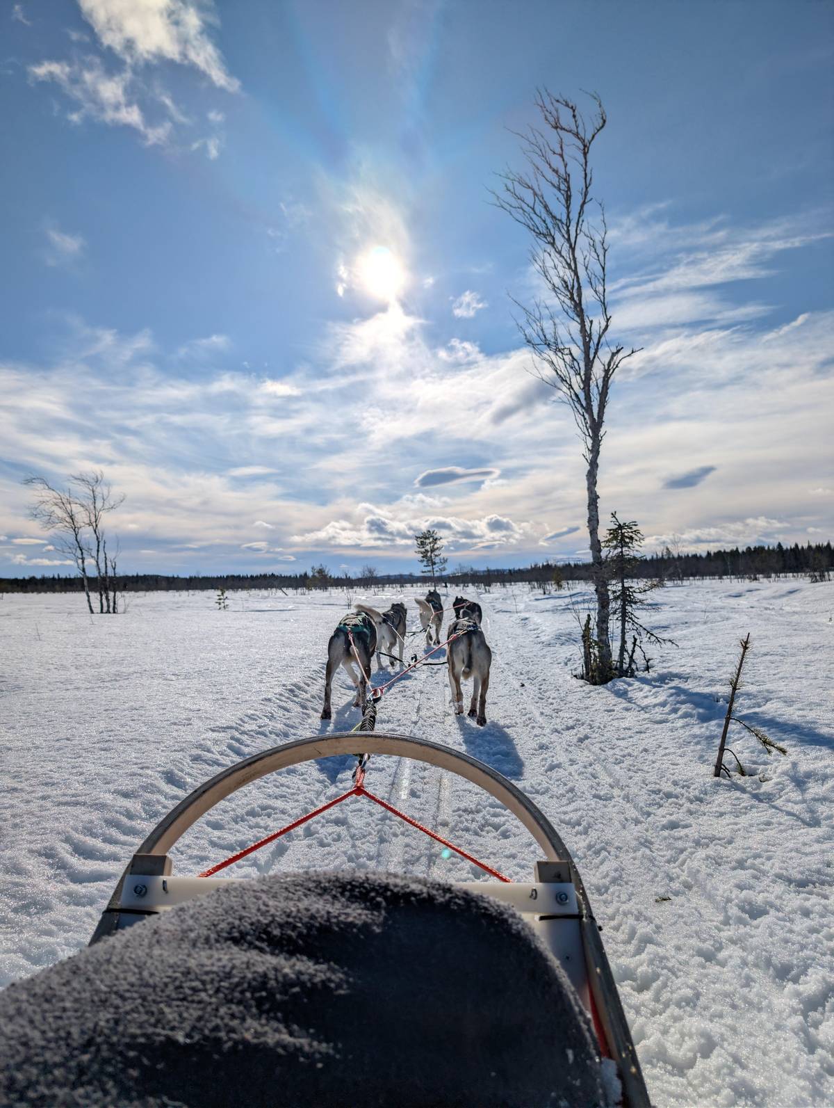 Levi: 5 km Husky Sledding Ride