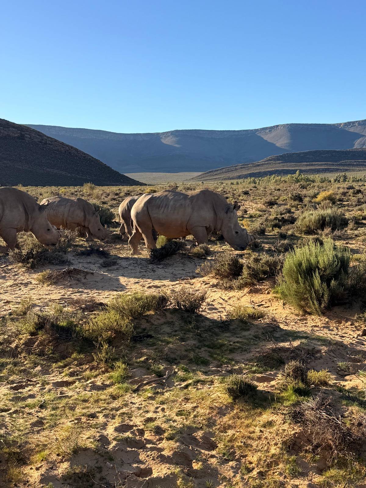 Rhinos grazing on a plain ringed by mountains
