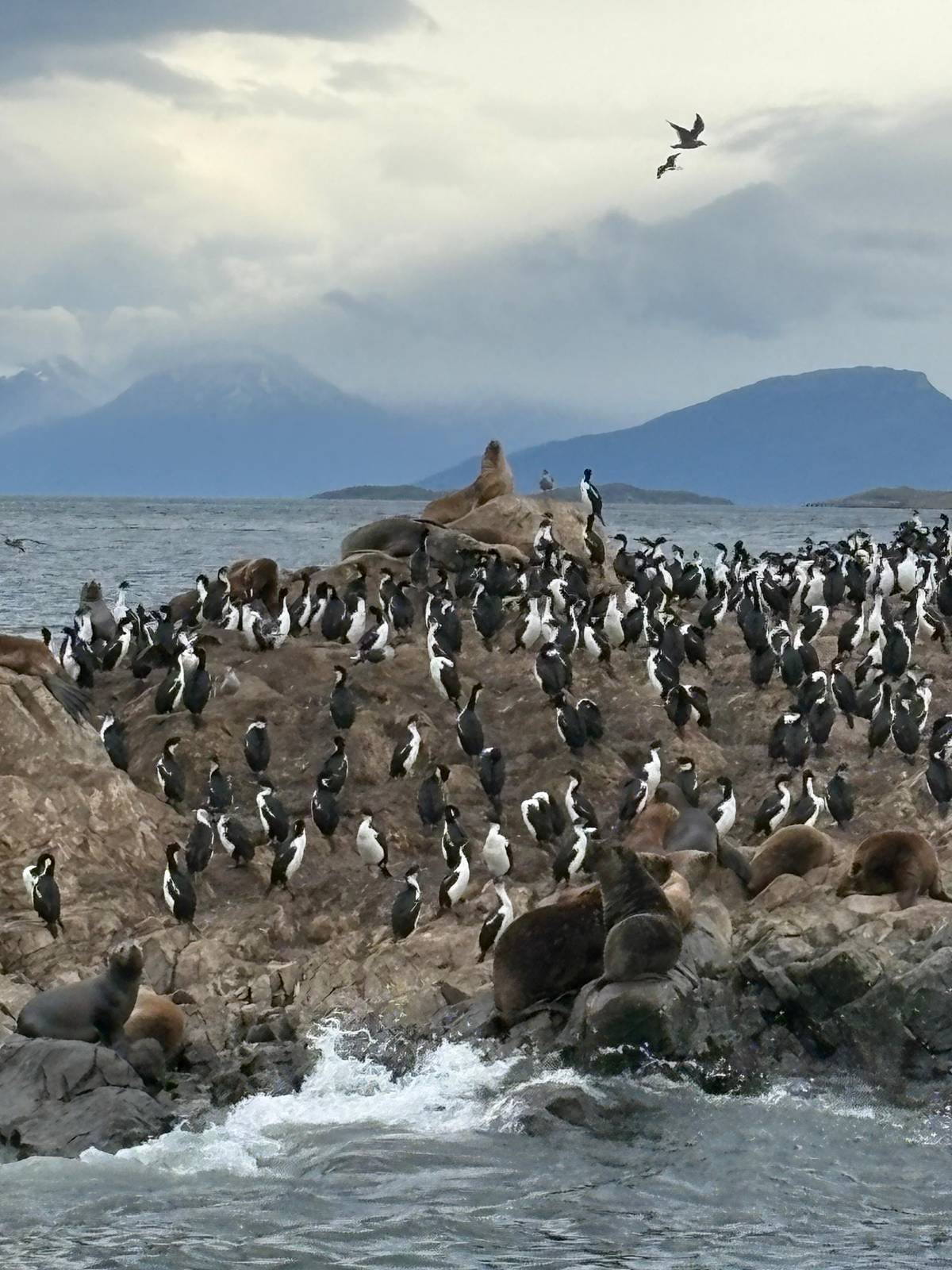 Ushuaia: Penguin Watching Tour by Catamaran