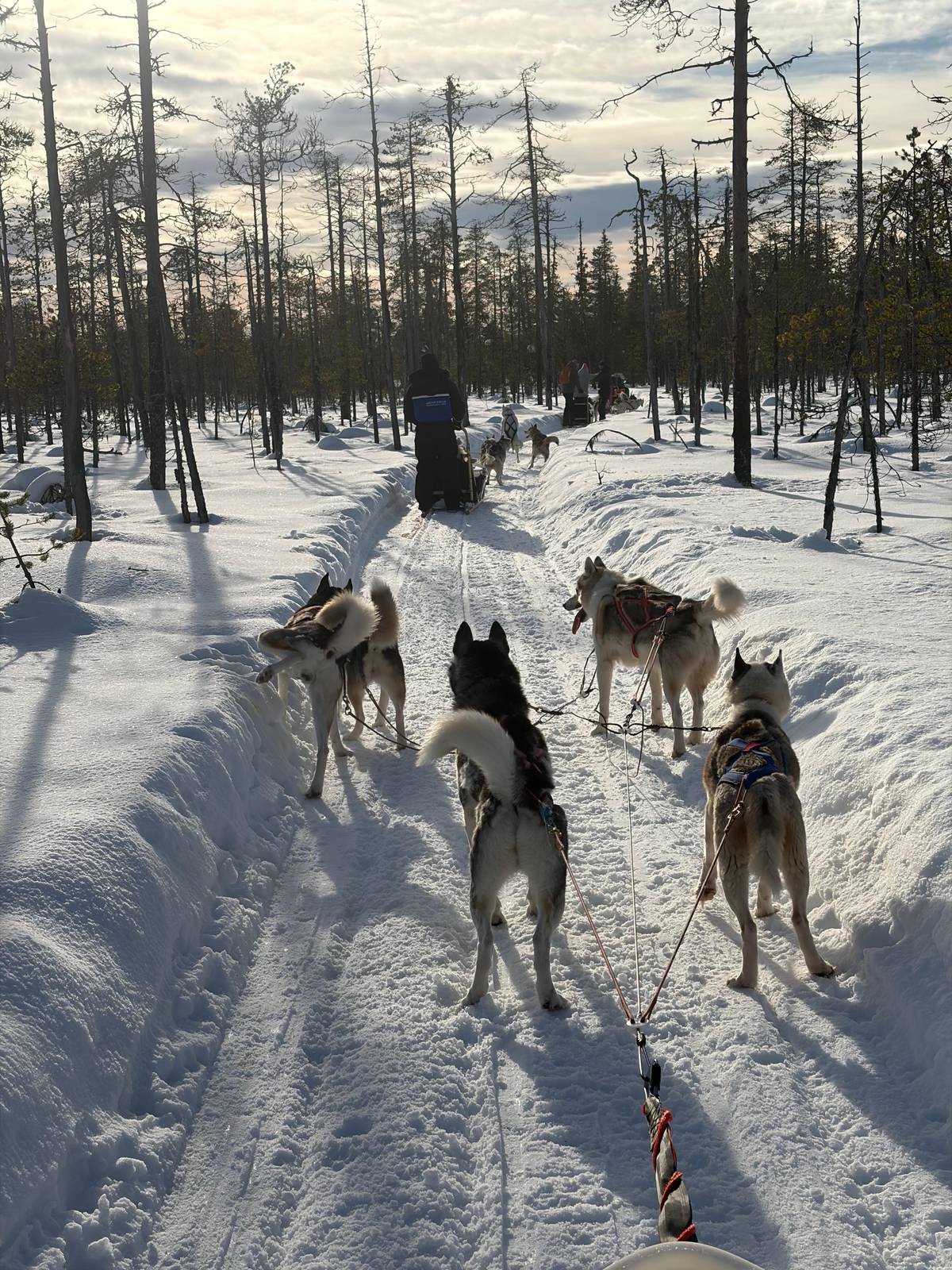 Several teams strung out along a forest trail in low light