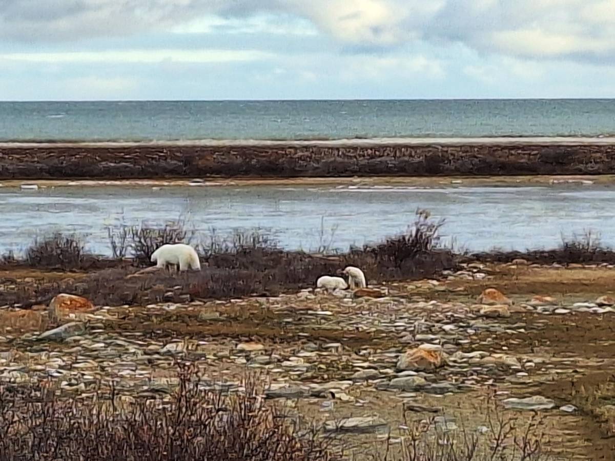 A mother bear with cubs on the shore