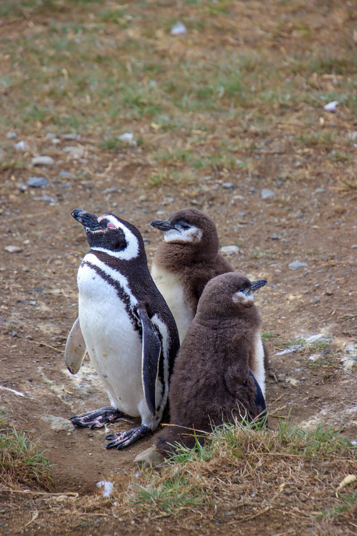 Punta Arenas: Magdalena Island Navigation & Penguin Walk