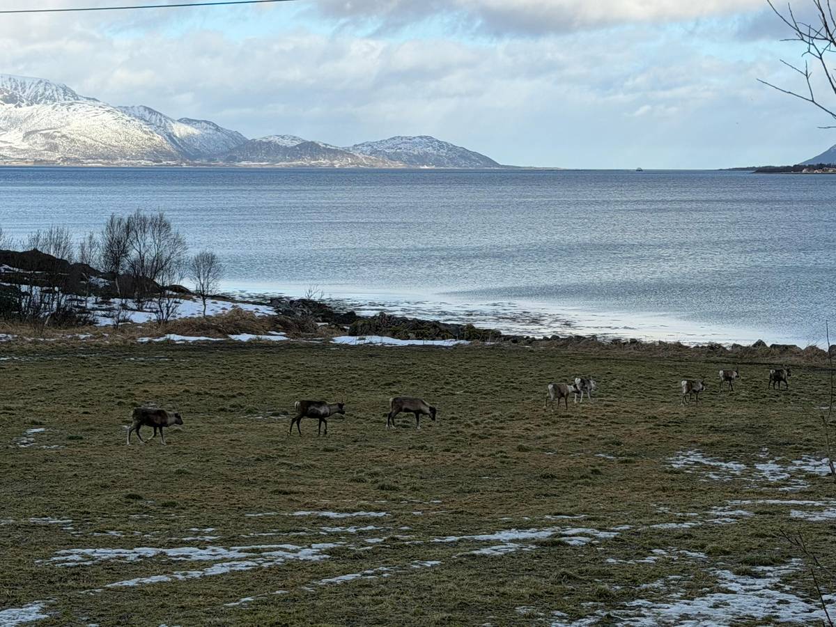 Sortland: Andøya Scenic Route & Wildlife Tour