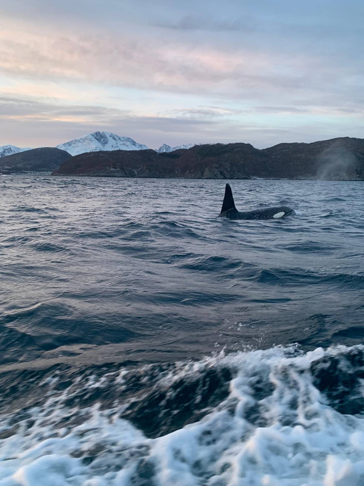 An orca in the wake