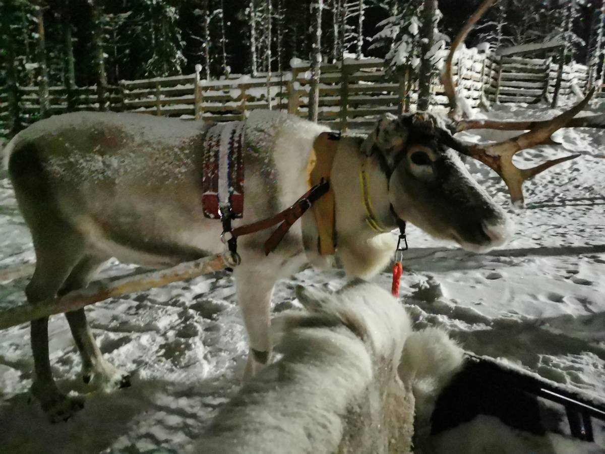 Rovaniemi: Apukka Reindeer Sleigh Ride at Night