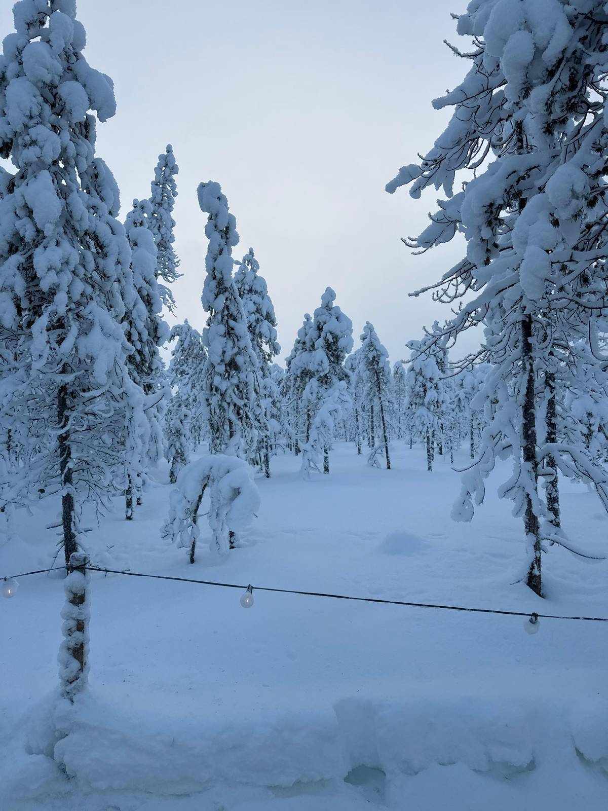 Snow-heavy trees beside the trail on a bright afternoon