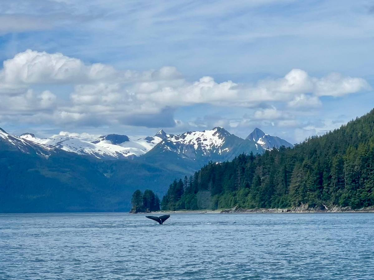 Juneau: 3.5-Hour Small-Group Whale Watching Tour