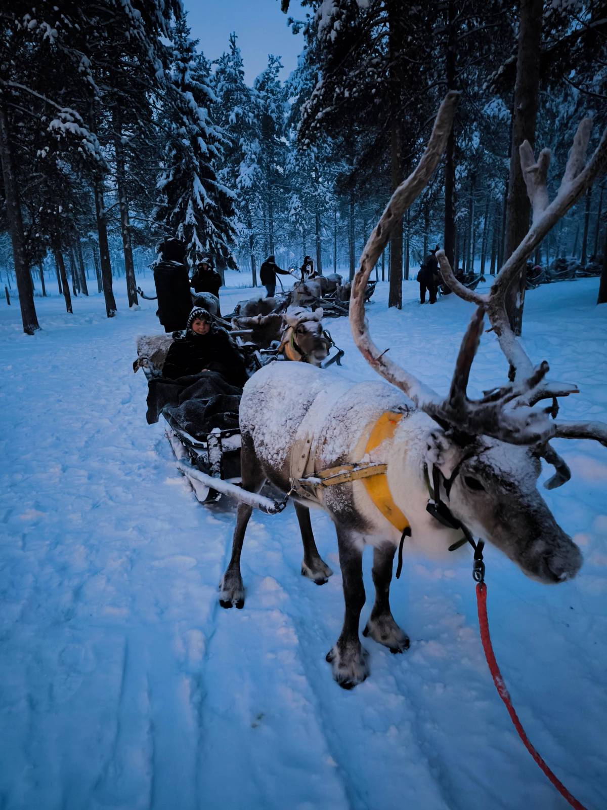 A harnessed reindeer in front of a line of sleighs in the snowy forest