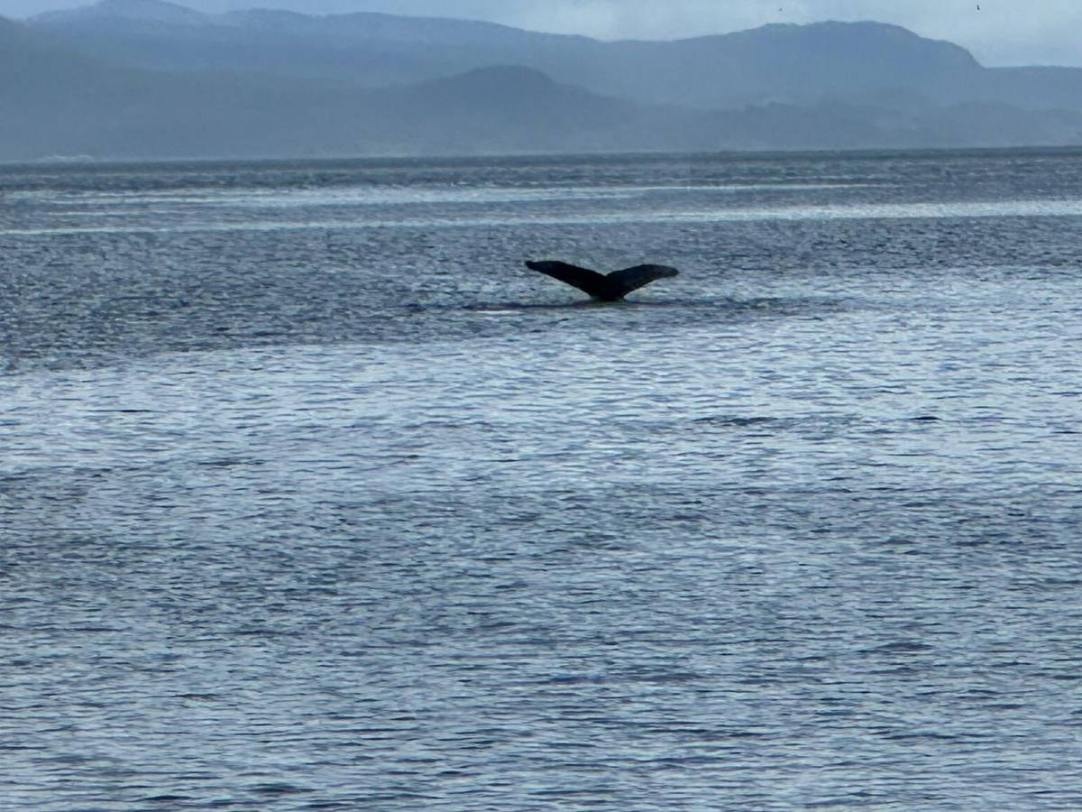 A whale tail in the channel