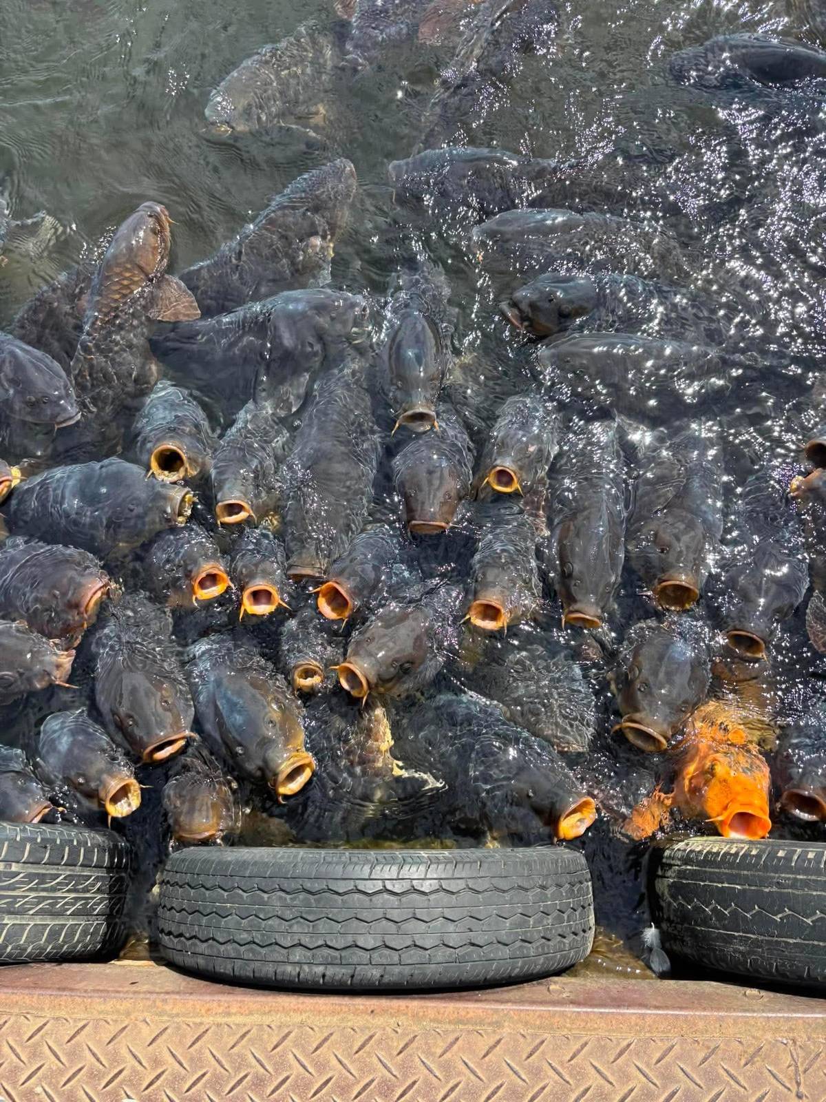 Eggs turned black in the hot springs