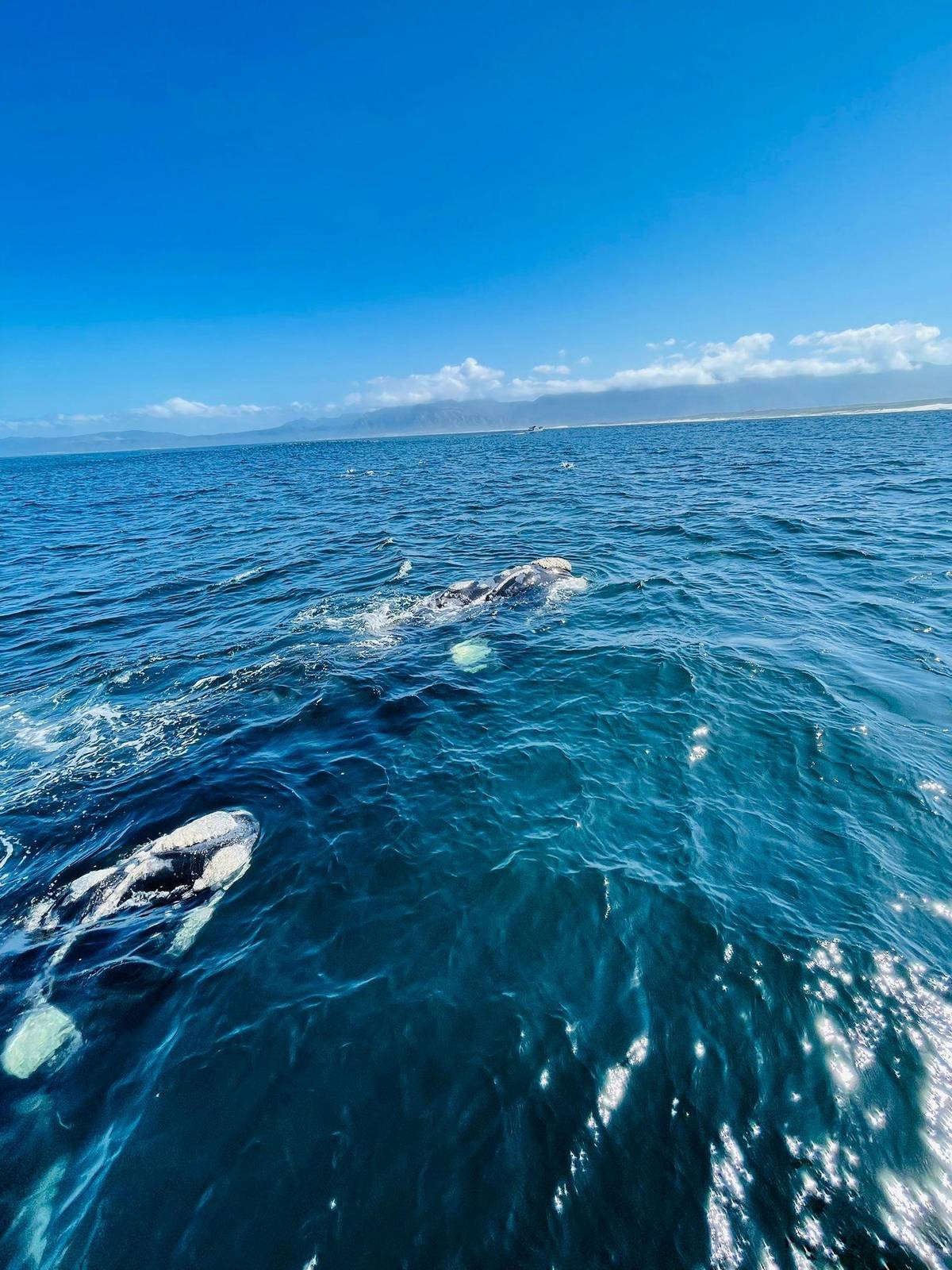 Whales close to the boat
