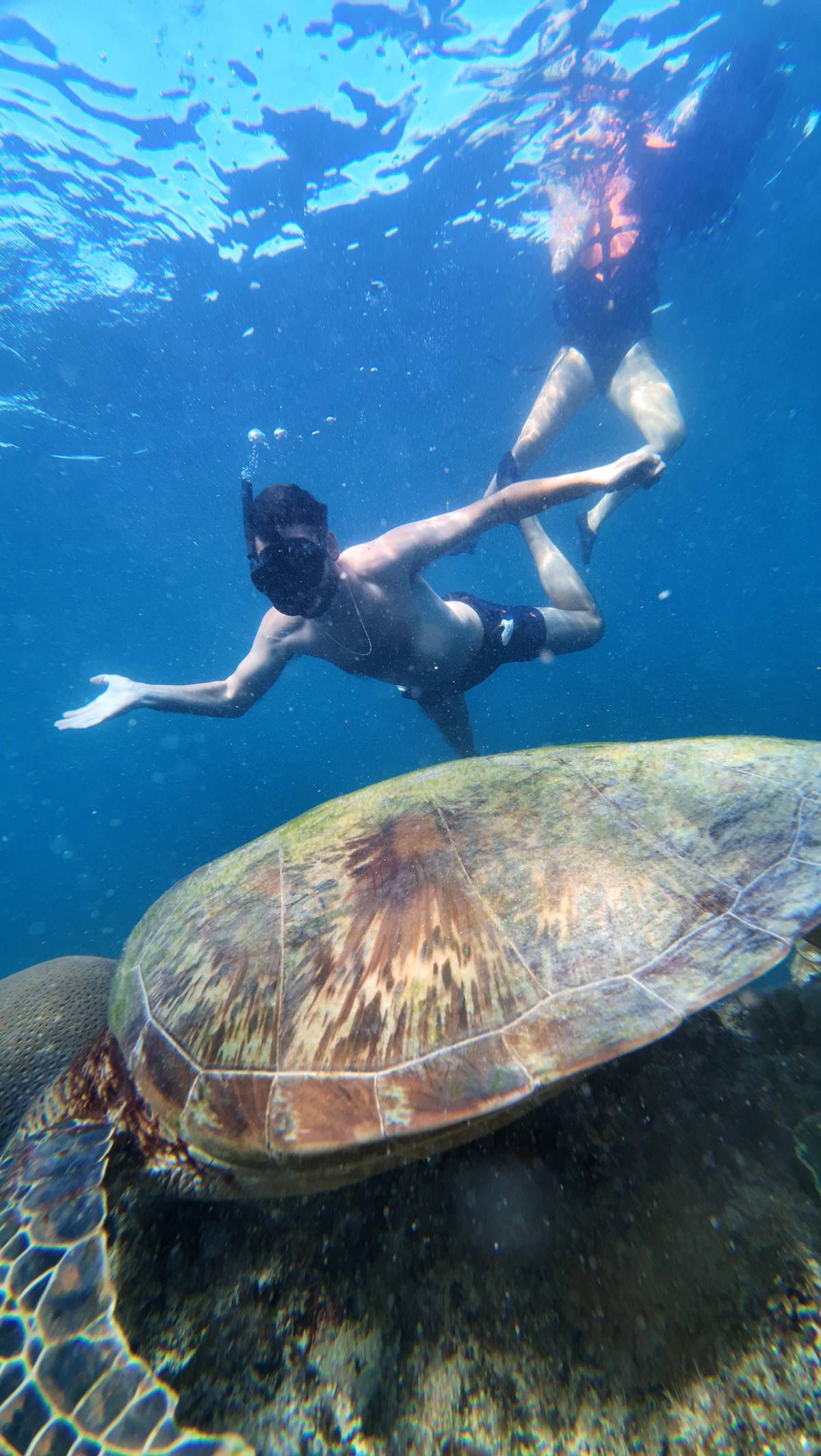 A snorkeler above a green turtle