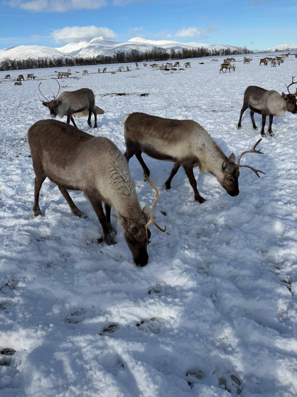 Tromsø: Reindeer Sledding & Feeding with a Sami Guide