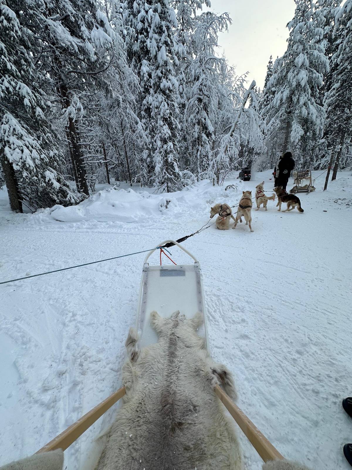 Levi: Self-Drive 2 KM Husky Sledding Experience