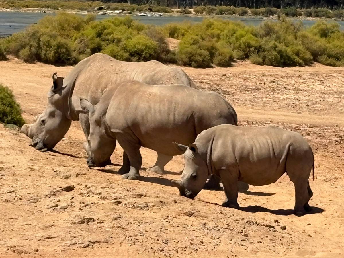 Aquila Game Reserve: Afternoon Safari with Lunch
