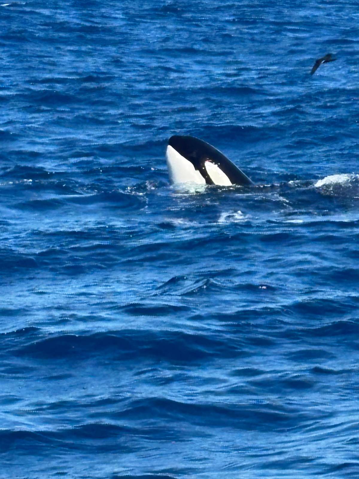A killer whale lifting its head out of the swell