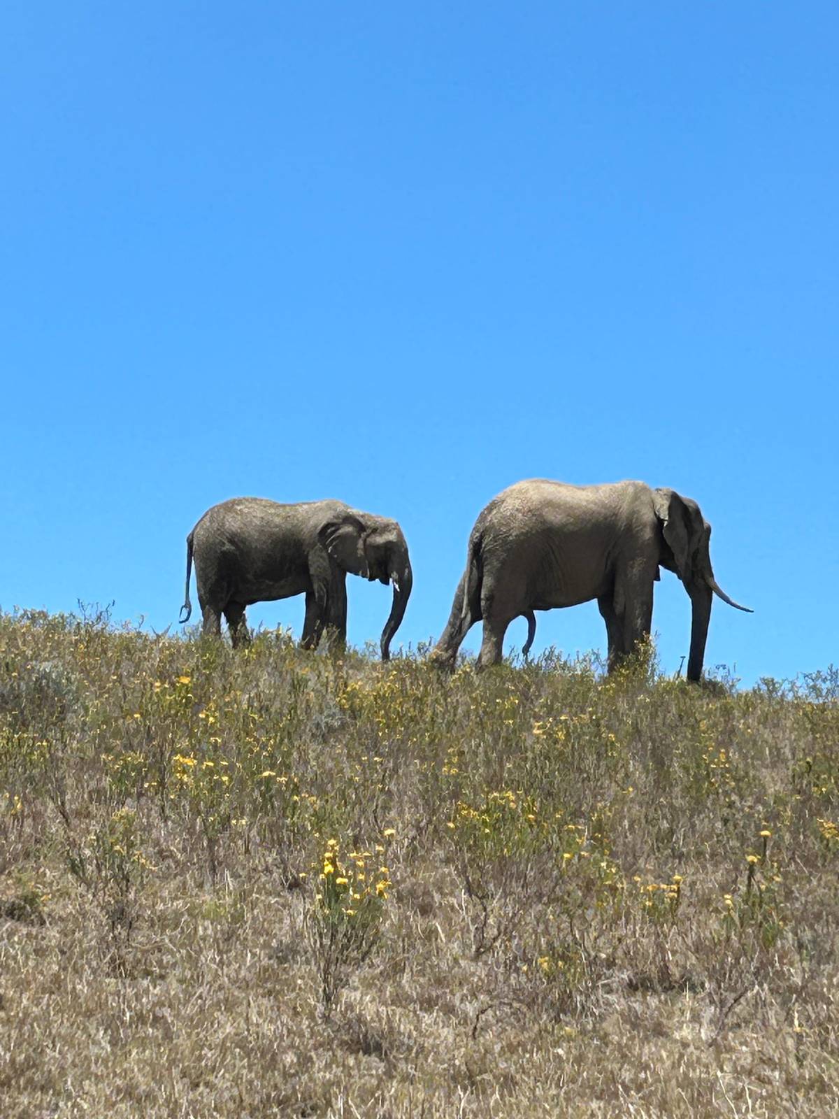 From Cape Town: 3-Day Garden Route Highlights and 4x4 Safari
