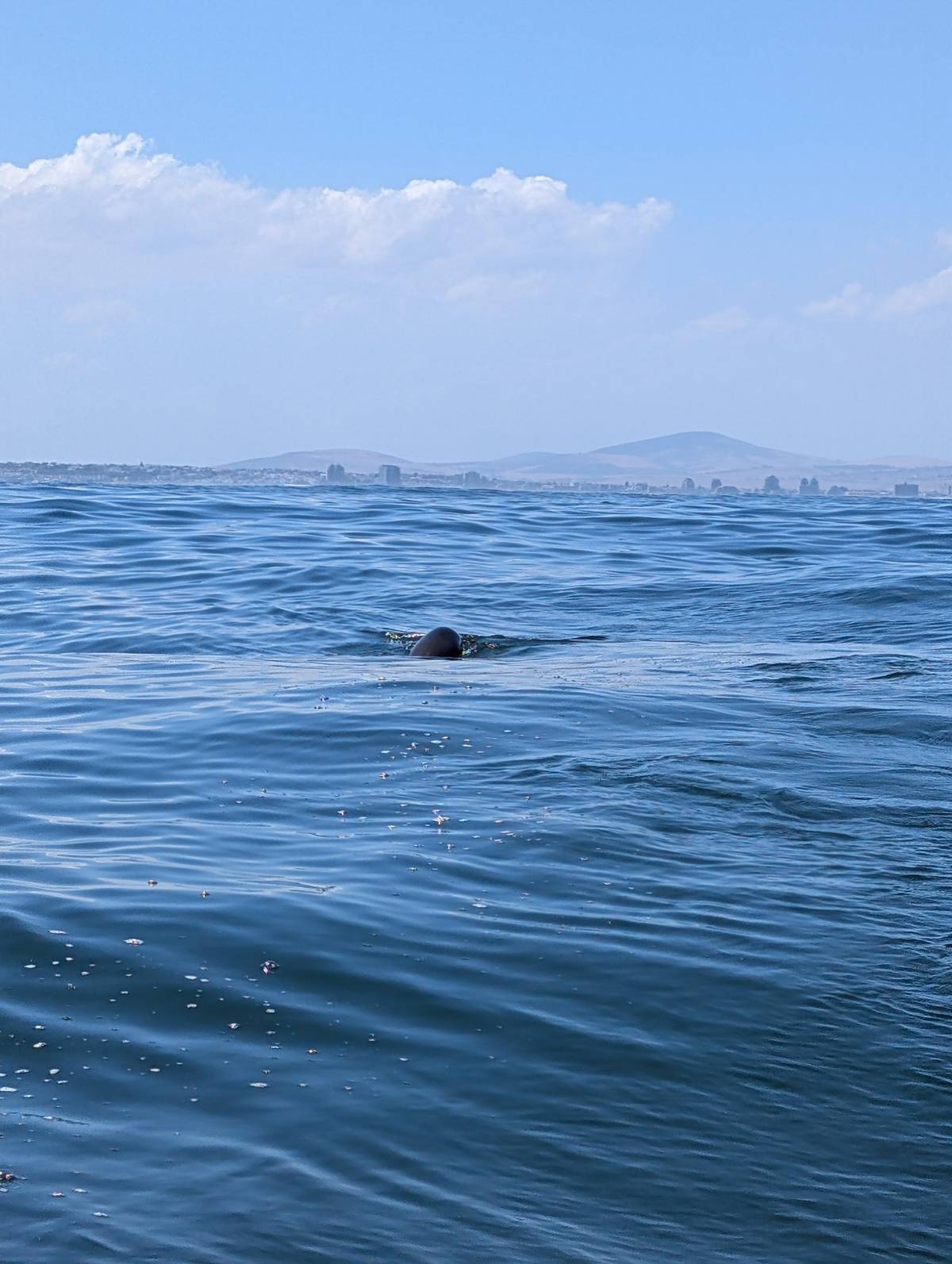 Cape Town: Marine Biologist Led Safari Tour - V&A Waterfront