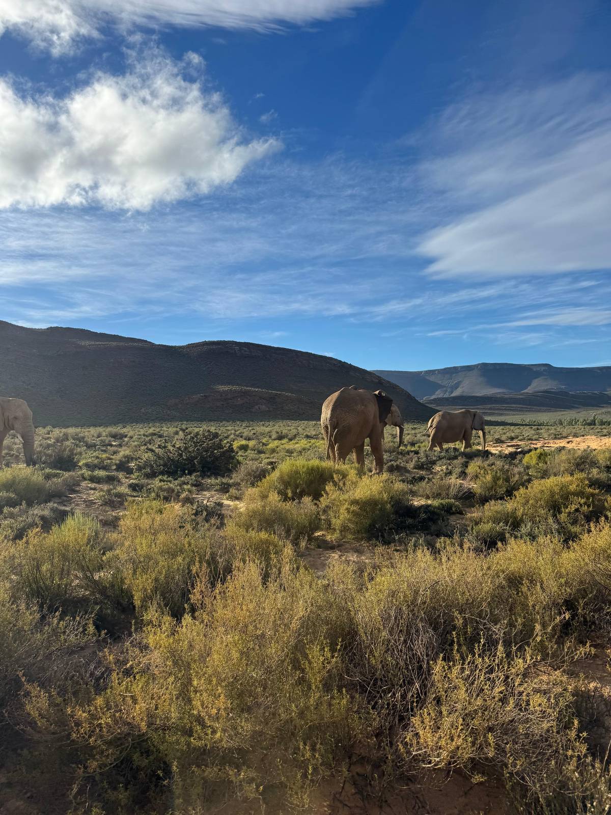 Cape Town: Big Five Safari Game Reserve Sunset Game Drive