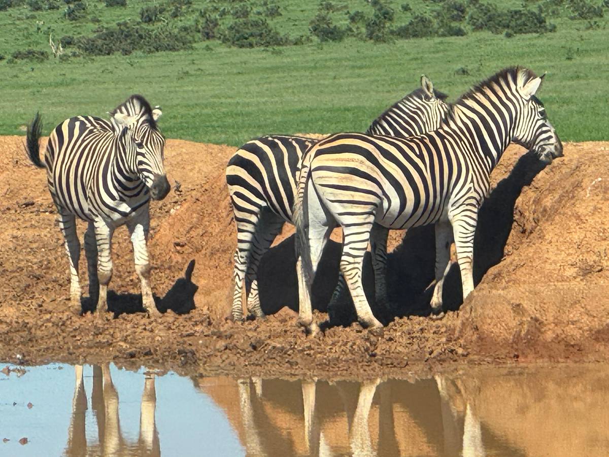 Cape Town: Garden Route and Addo Elephant Park 6-Day Safari