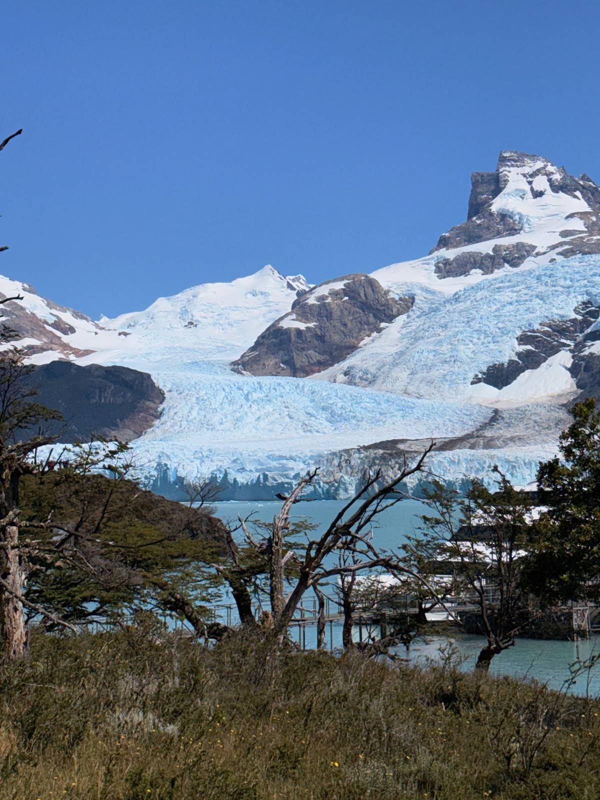 Spegazzini Glacier seen through the trees