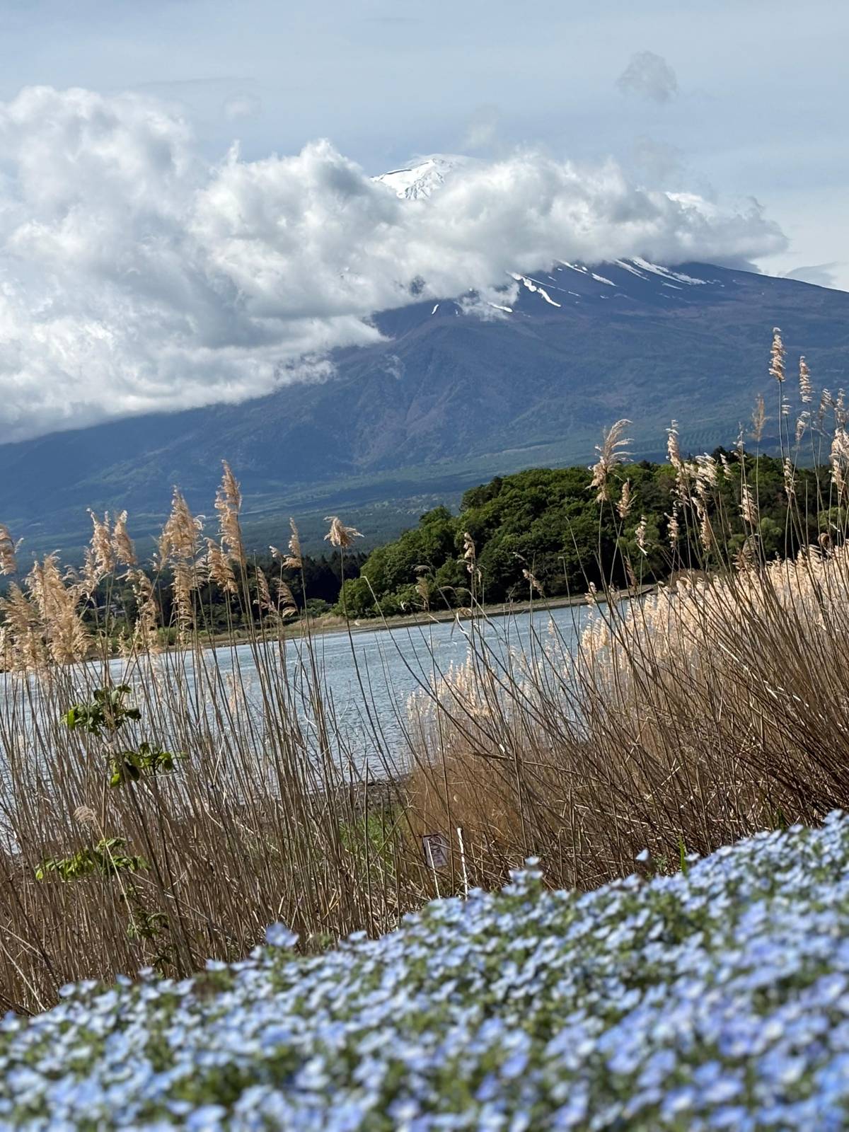 Fuji over dry reeds on the shore of Lake Kawaguchi
