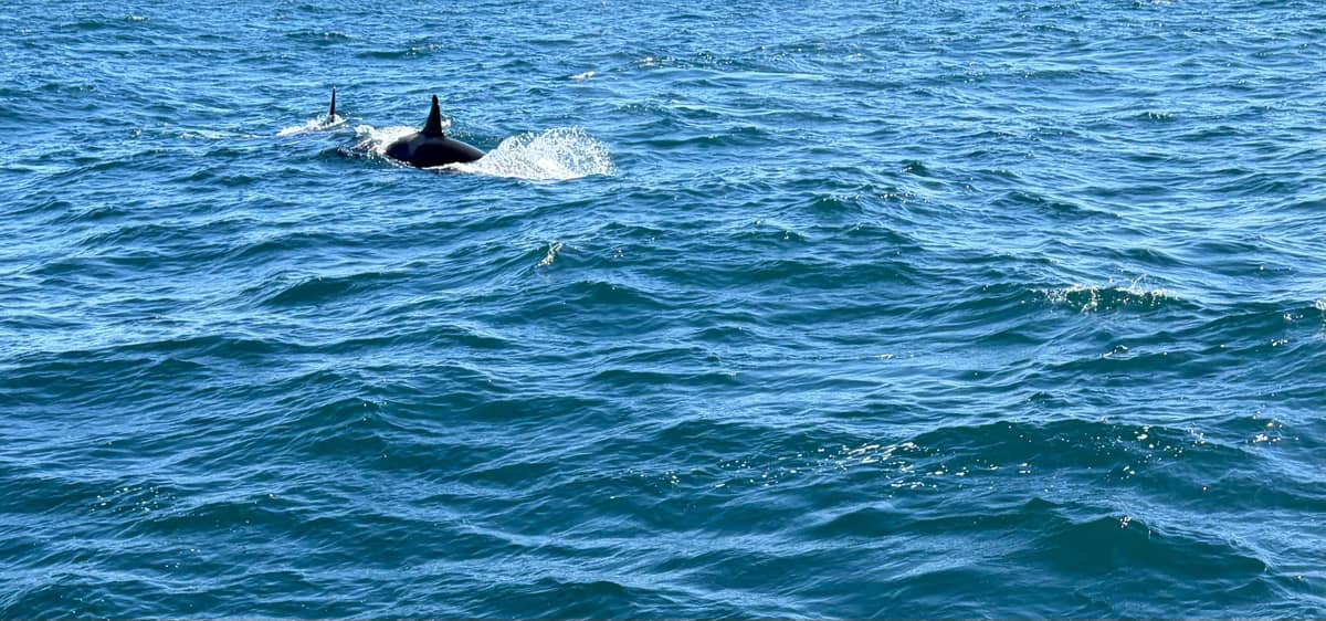 Whale watching from Andenes with whale exhibition entry