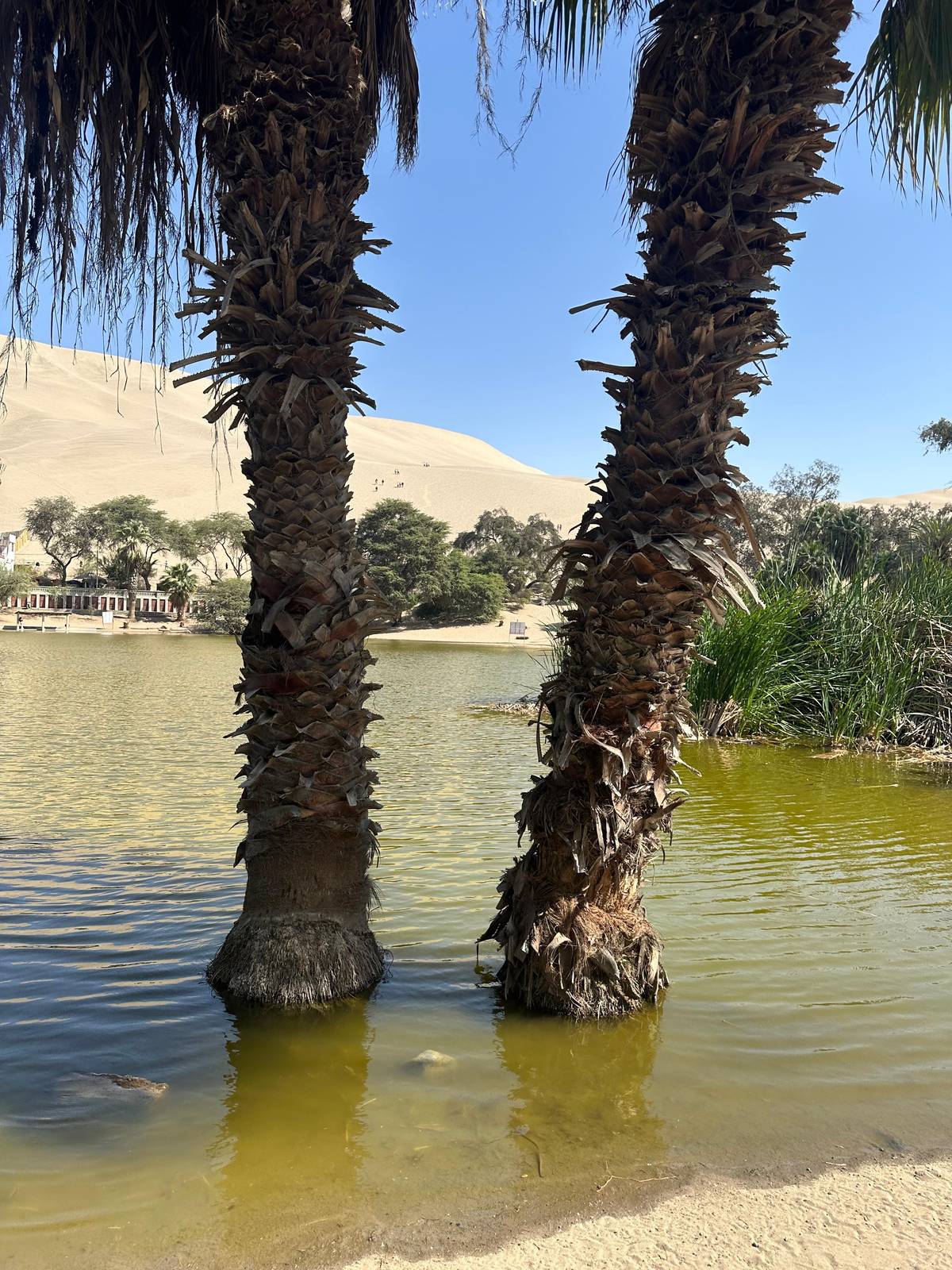 Lima:Luxury Paracas & Huacachina Day Trip with Lunch & Dunes