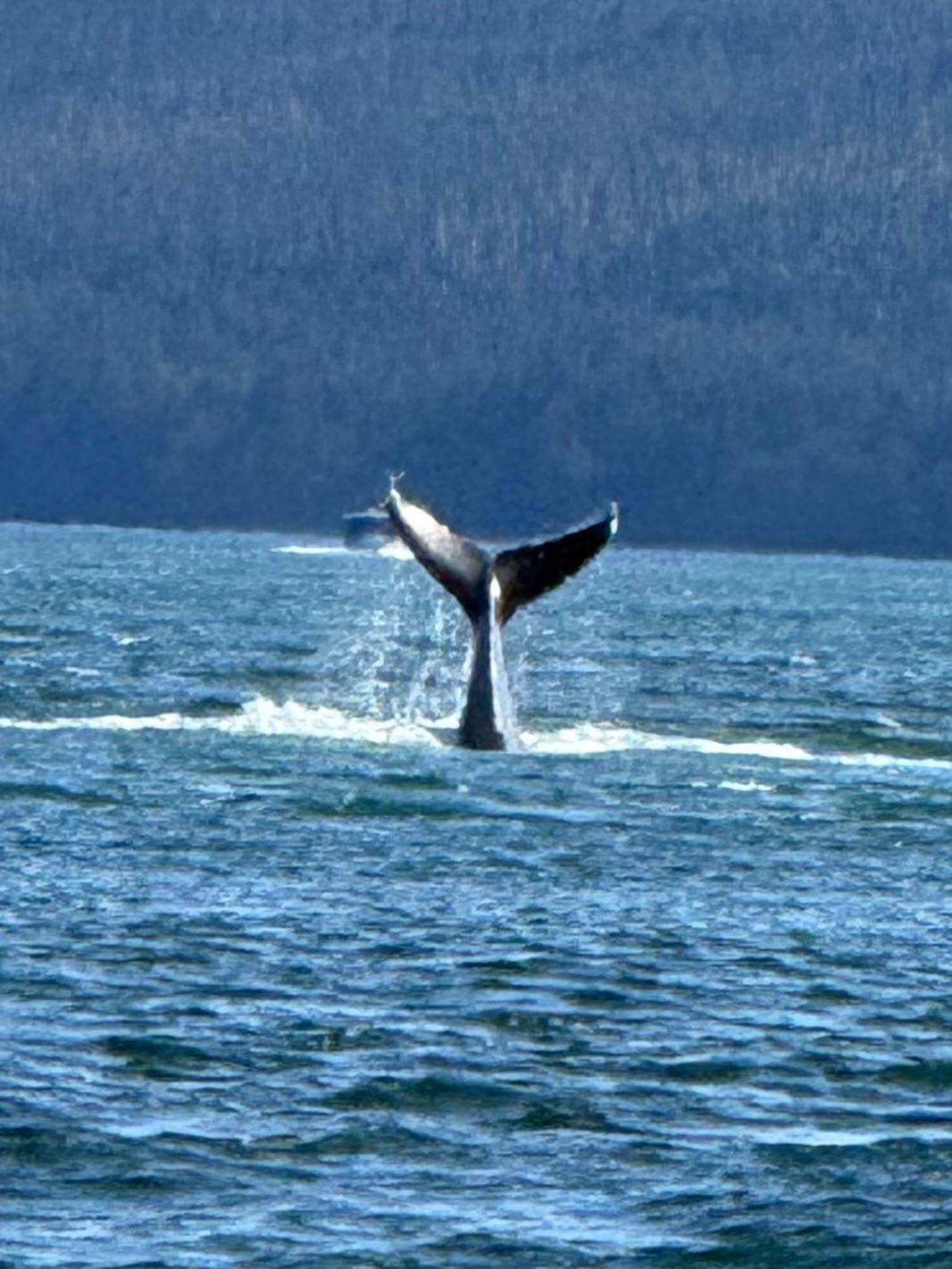 Orca, Black and white hunter