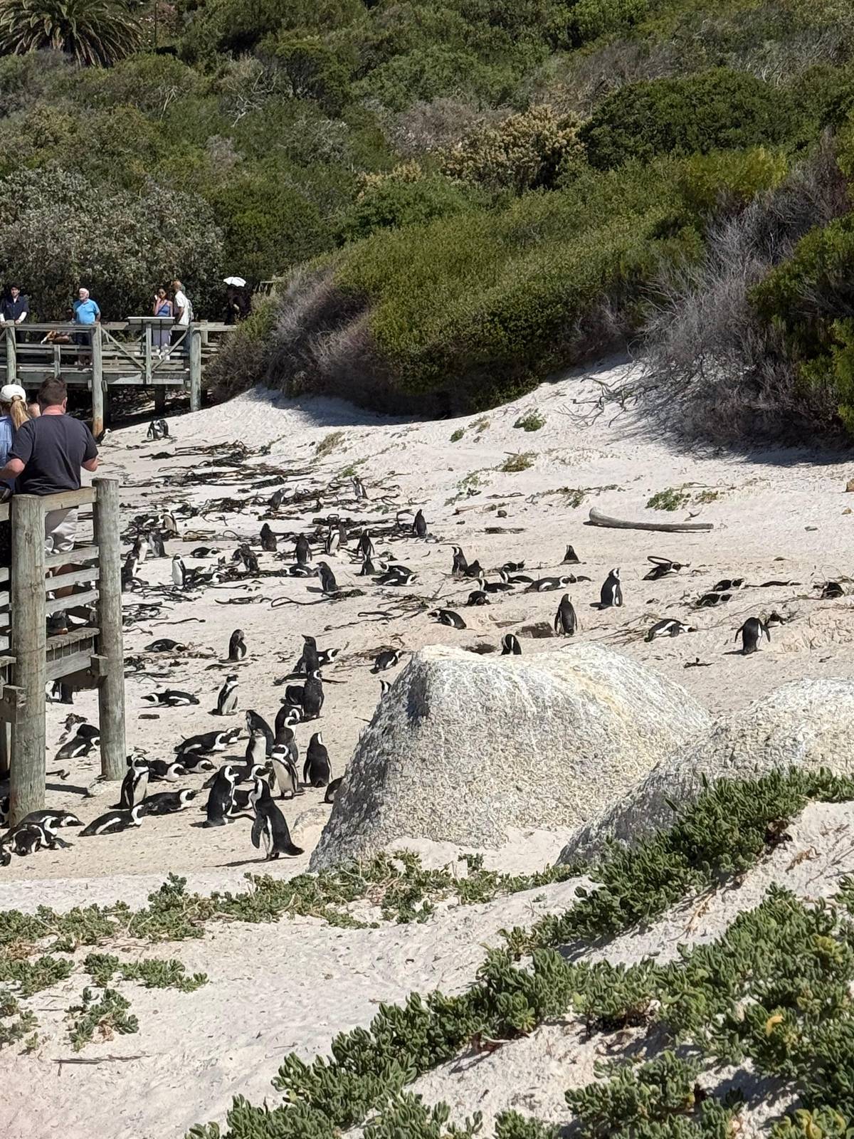 Boulders Beach tickets, entry fee and opening hours