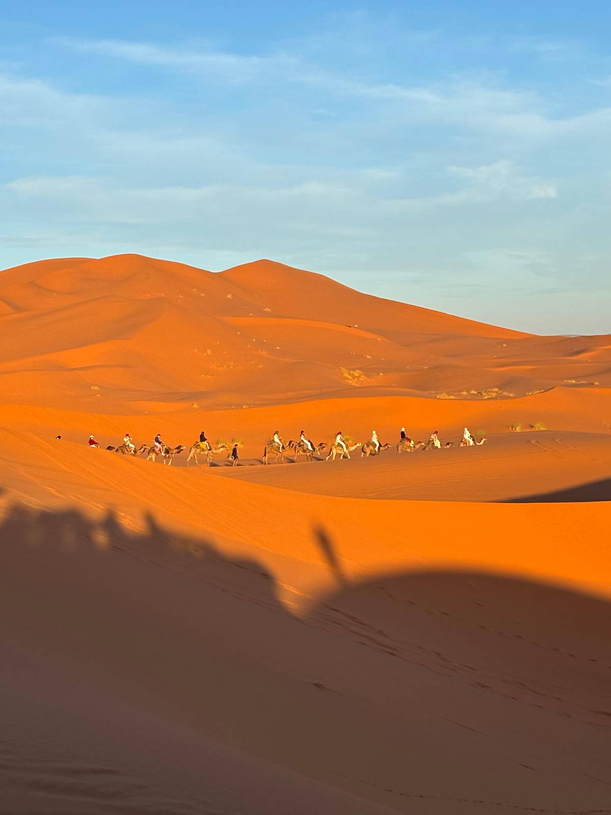 Camels in a long line across the orange sand of Erg Chebbi
