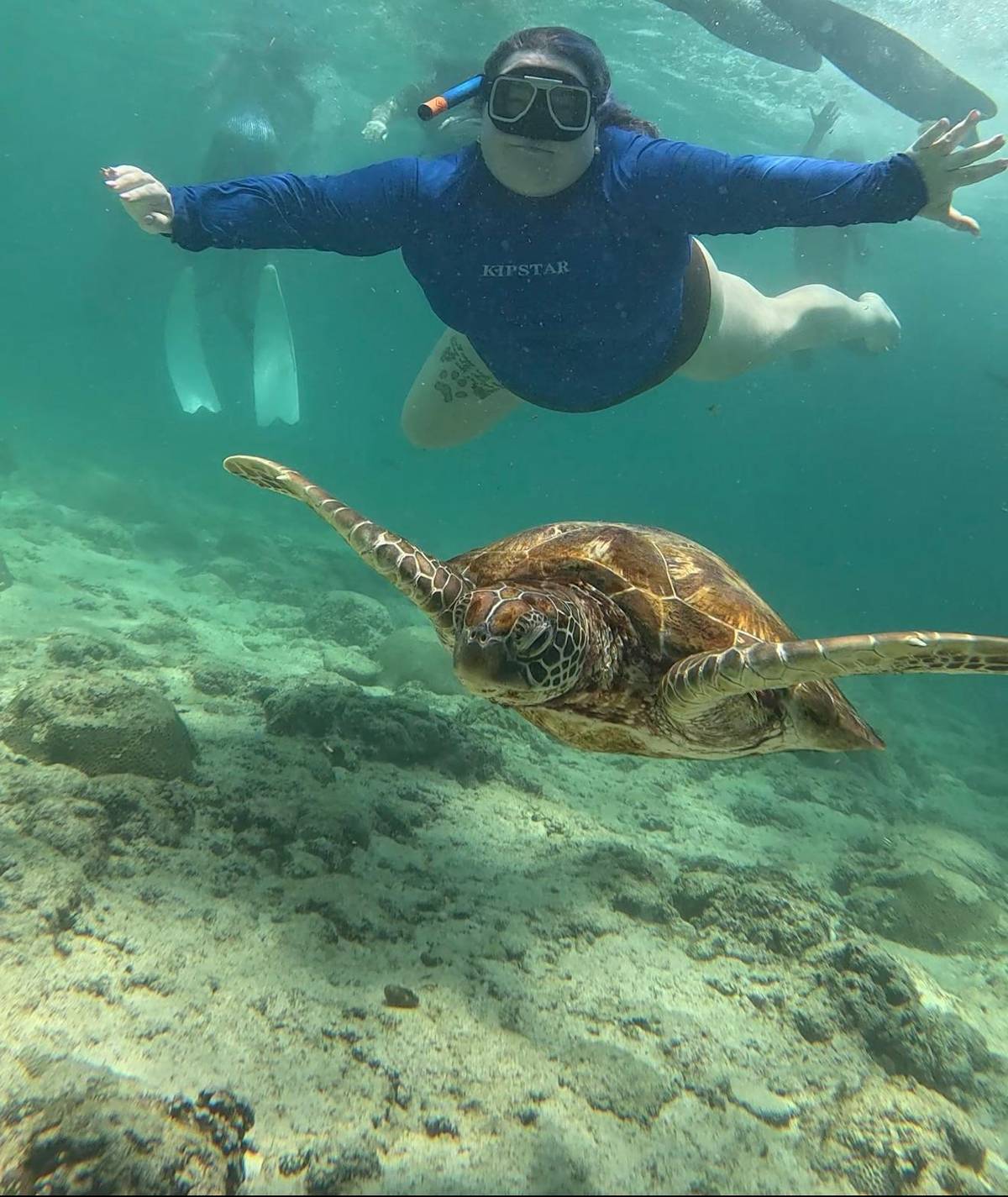 A turtle swimming beneath a snorkeler