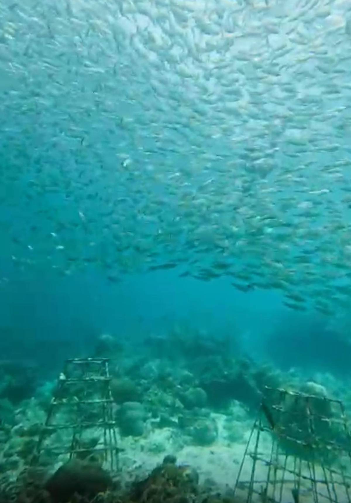 Moalboal scuba diving and Pescador snorkel
