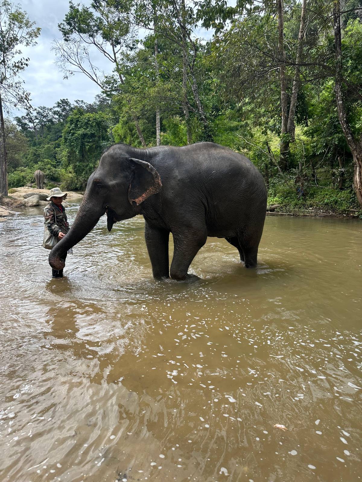 An elephant drinking from the river with a keeper close by